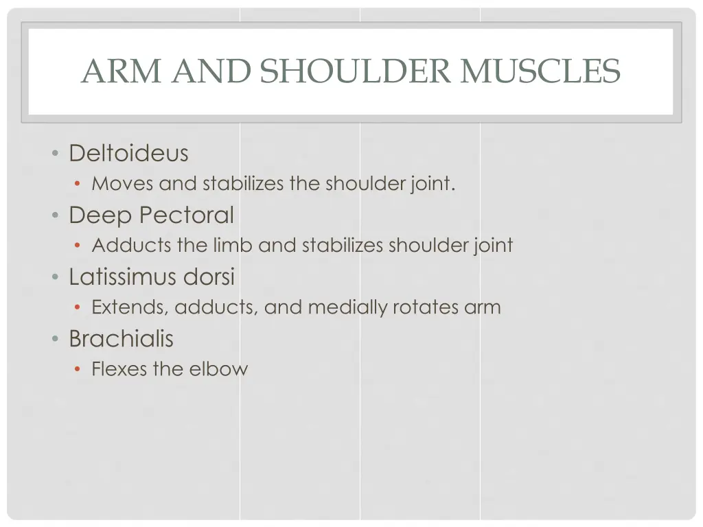 arm and shoulder muscles 2
