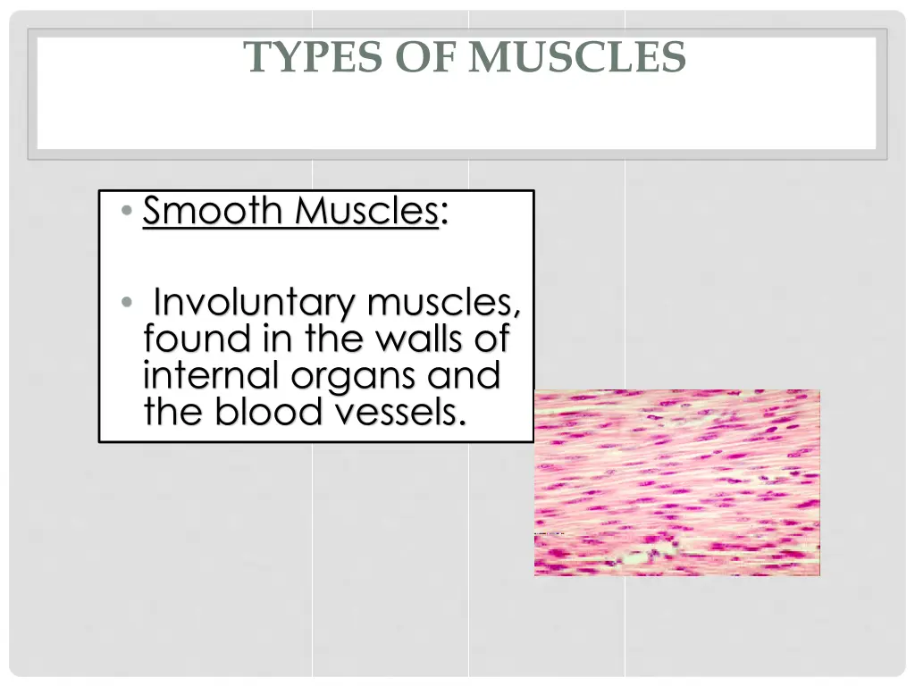 types of muscles 1