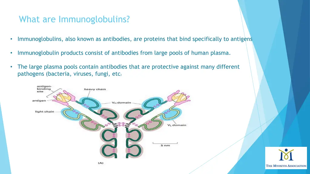 what are immunoglobulins