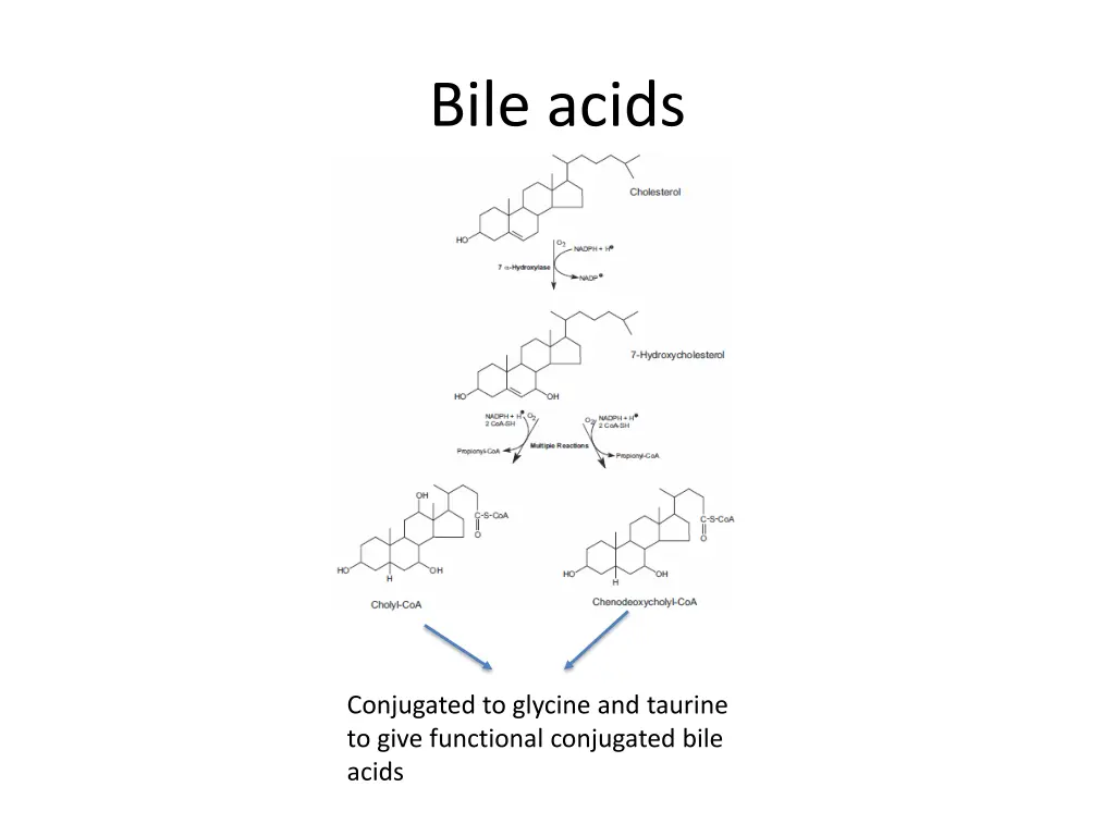 bile acids