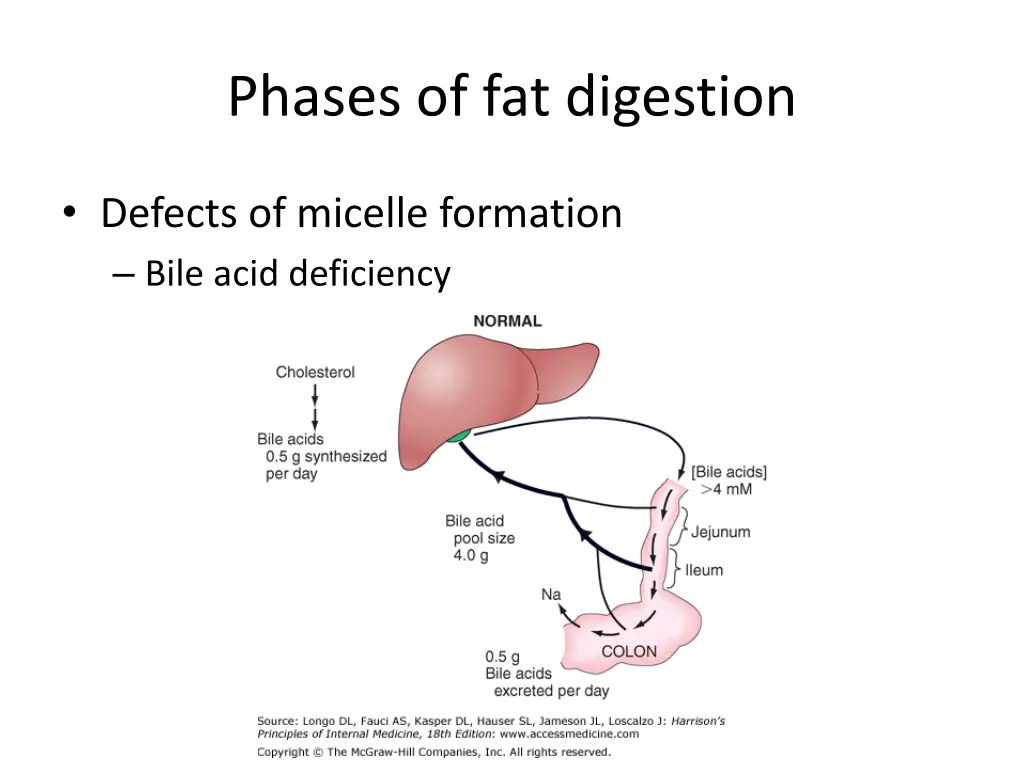 phases of fat digestion 1
