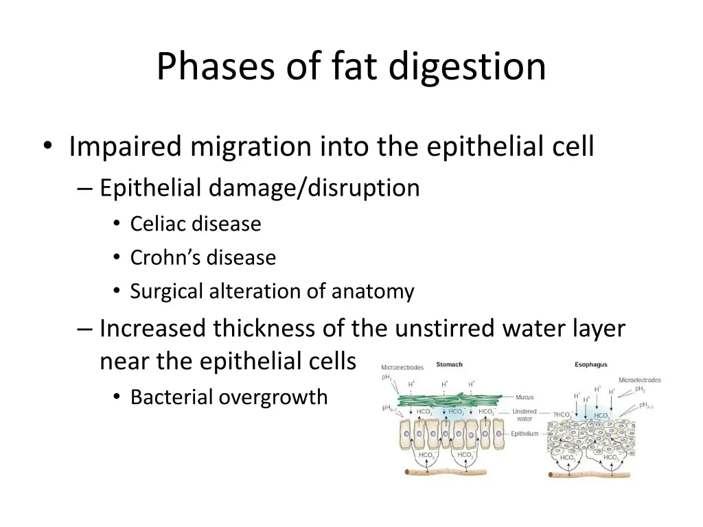 phases of fat digestion 3