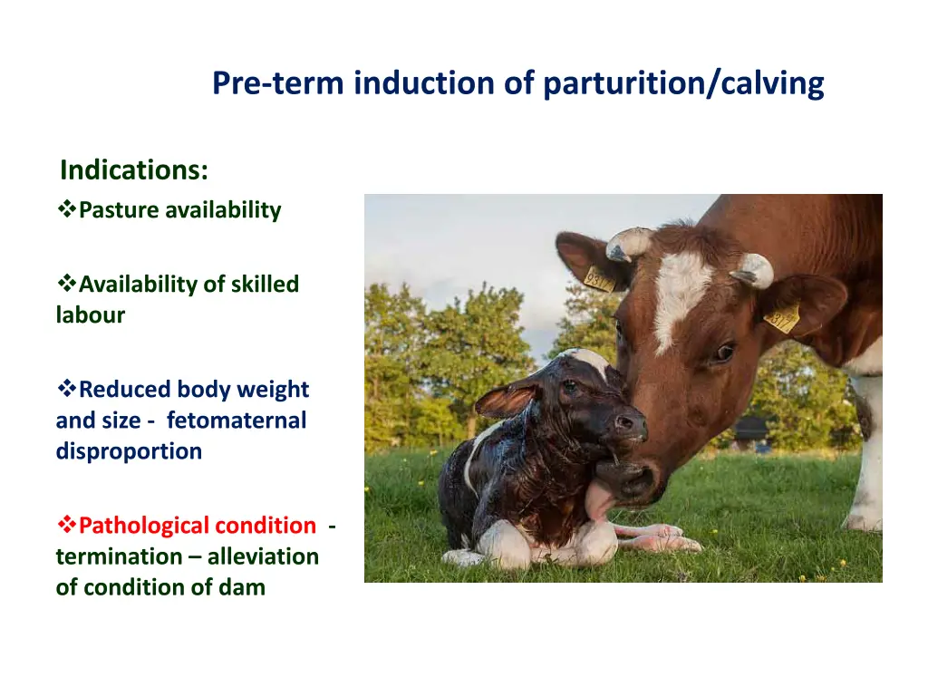 pre term induction of parturition calving