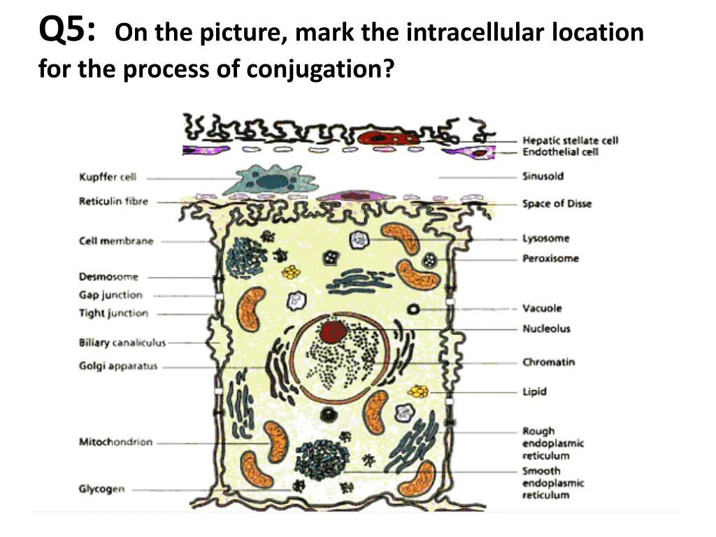 q5 on the picture mark the intracellular location