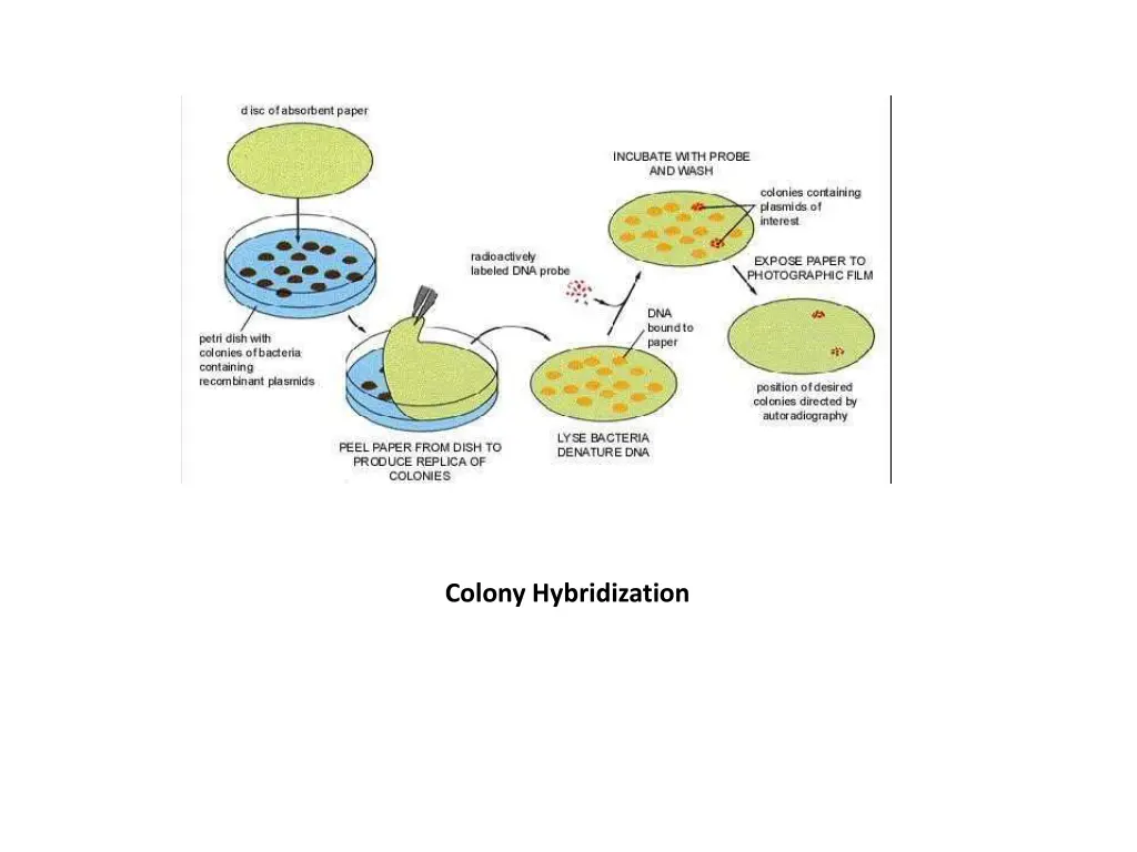 colony hybridization