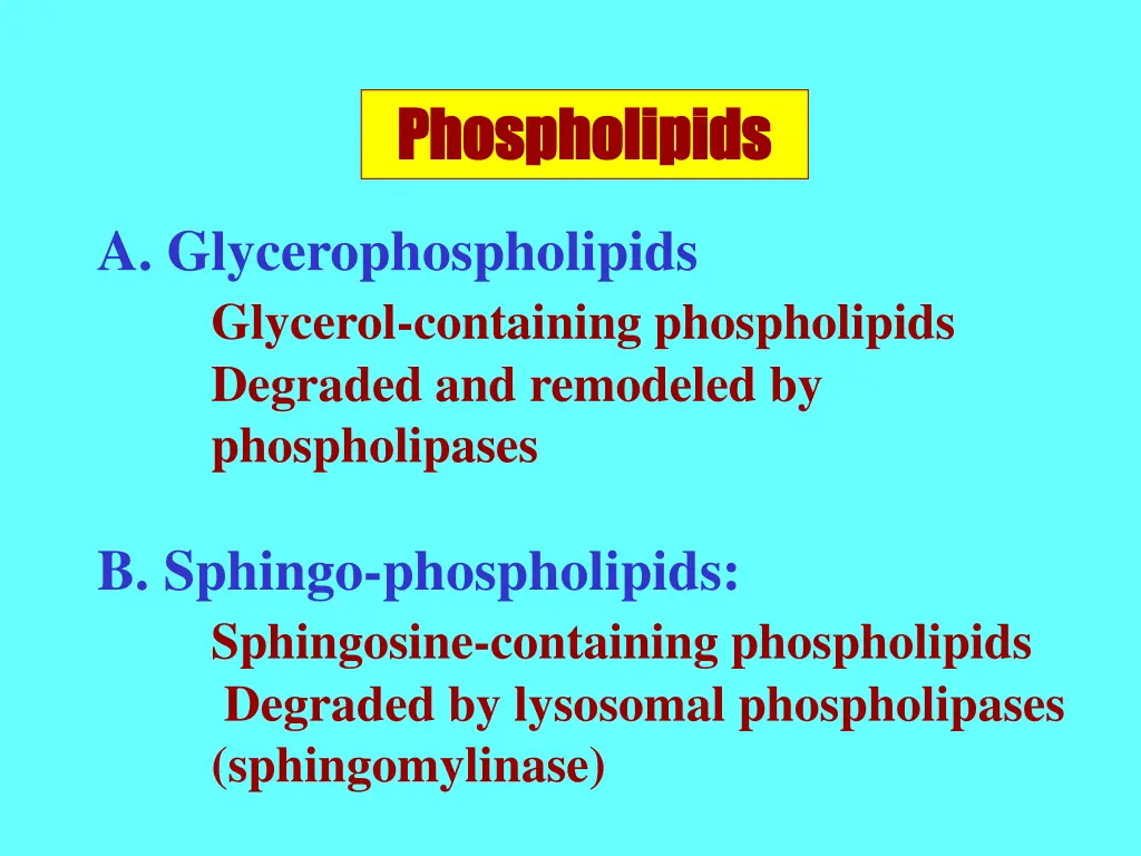 phospholipids phospholipids