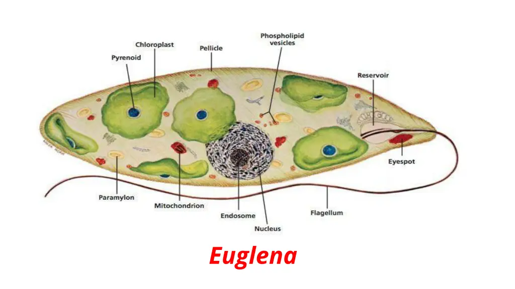 euglena