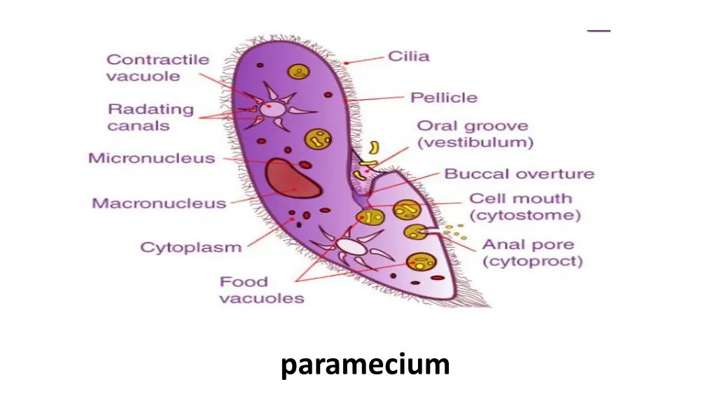 paramecium
