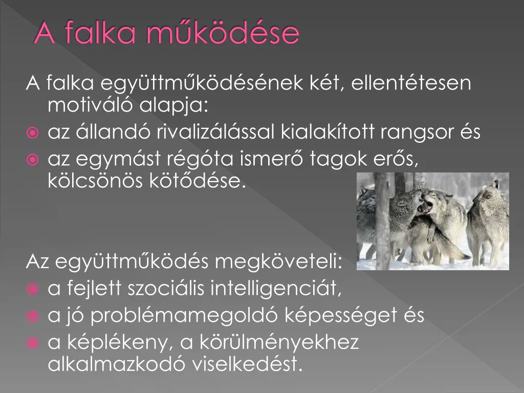 a falka m k d se