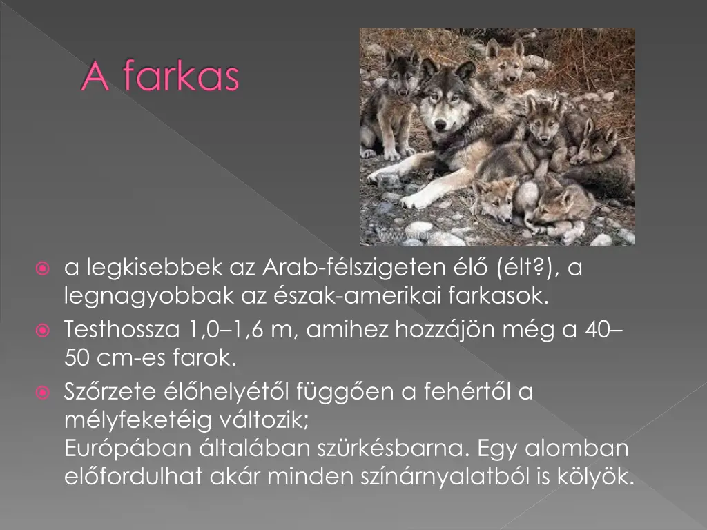 a farkas