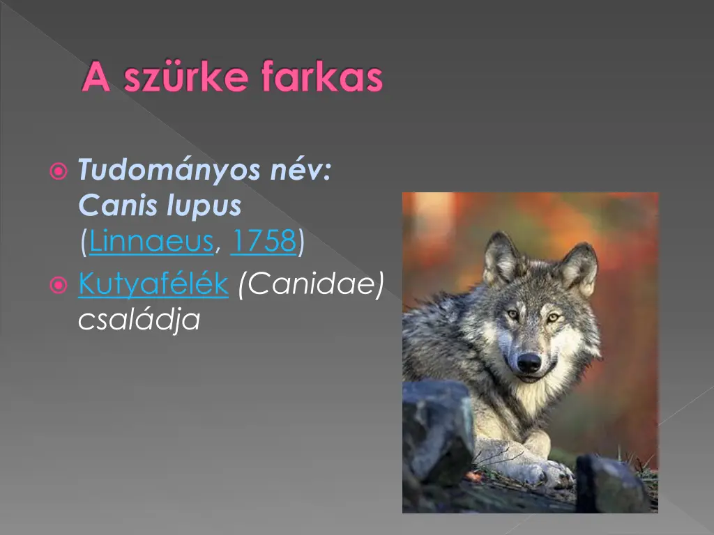 a sz rke farkas