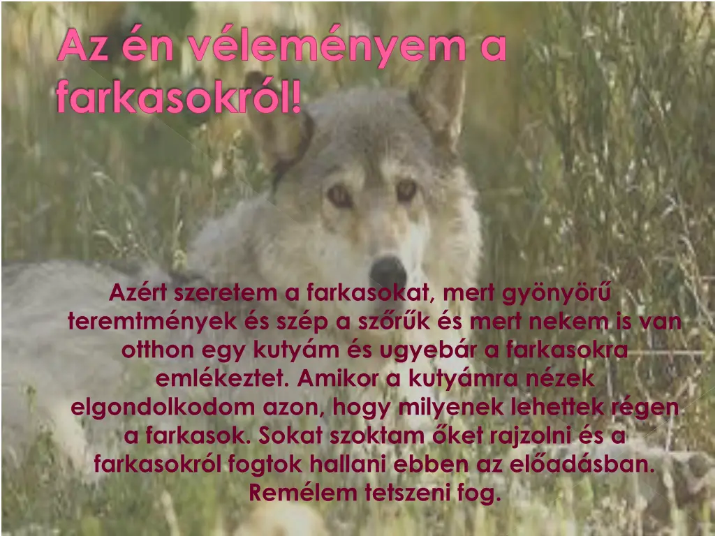 az n v lem nyem a farkasokr l