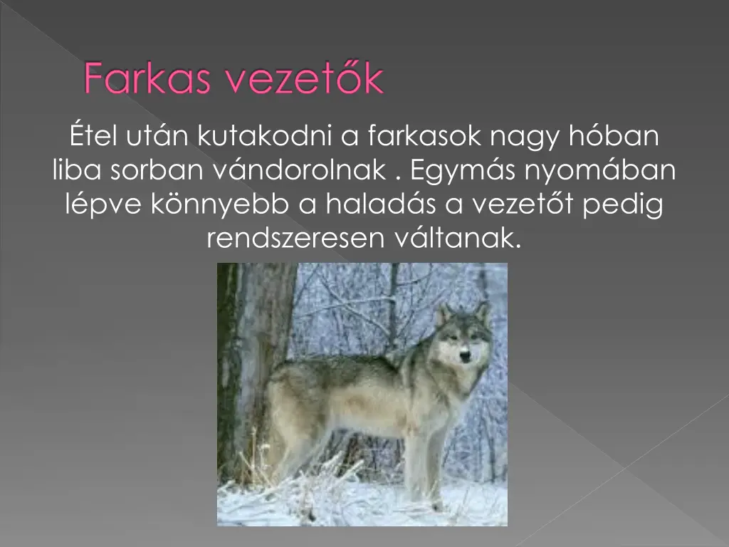 farkas vezet k