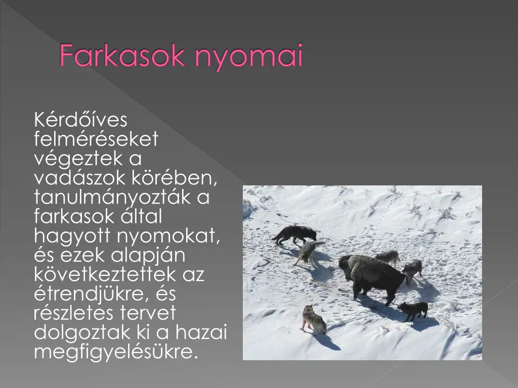 farkasok nyomai