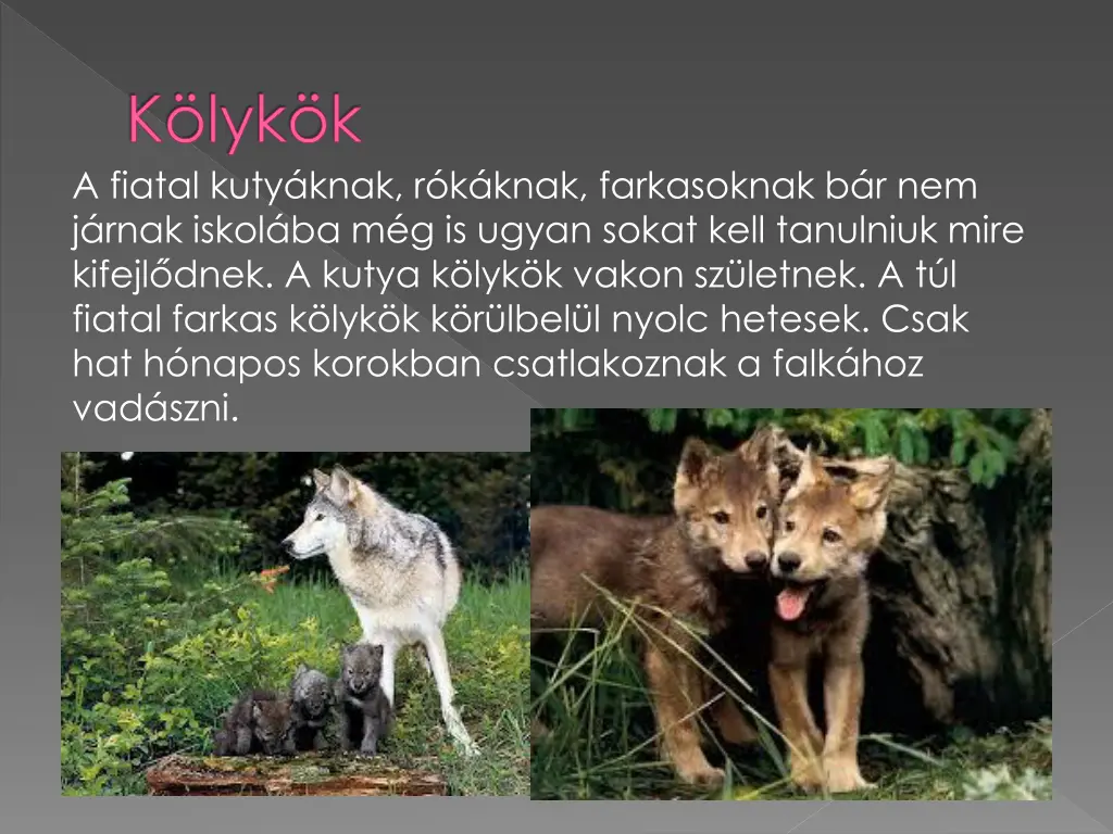 k lyk k a fiatal kuty knak r k knak farkasoknak