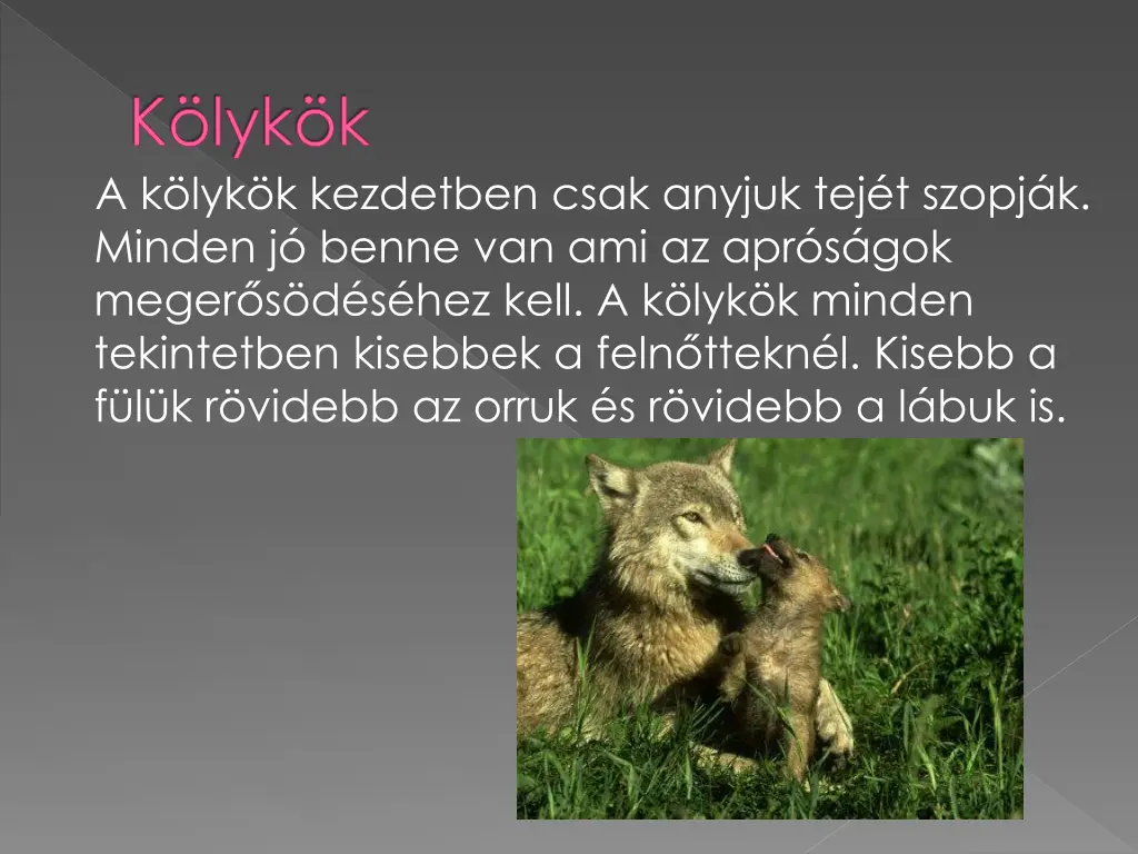 k lyk k a k lyk k kezdetben csak anyjuk