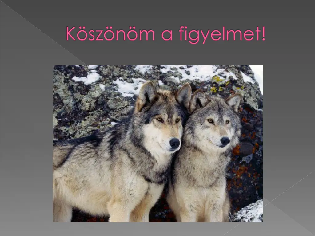 k sz n m a figyelmet