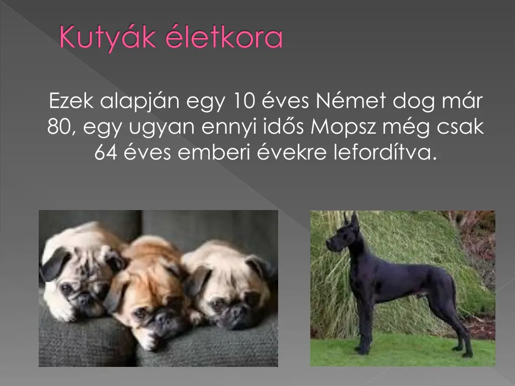 kuty k letkora 1