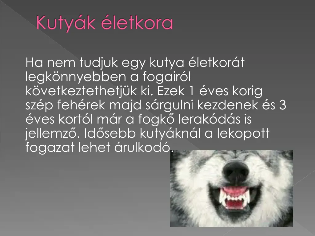 kuty k letkora 2