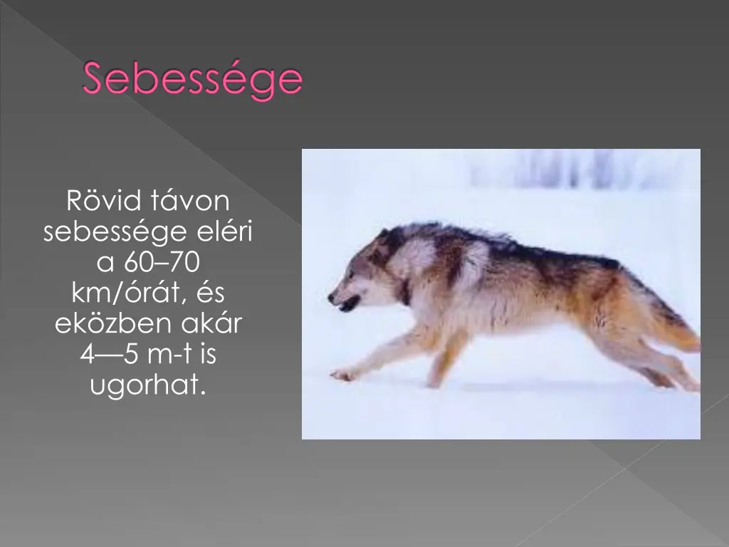 sebess ge
