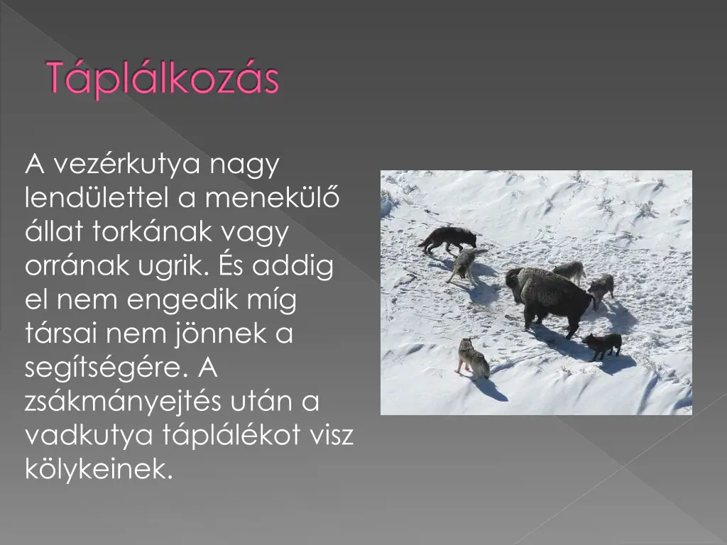 t pl lkoz s