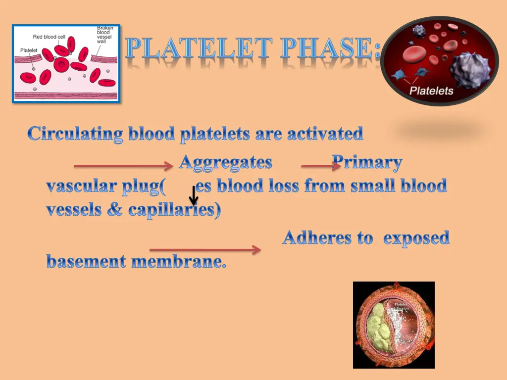 circulating blood platelets are activated