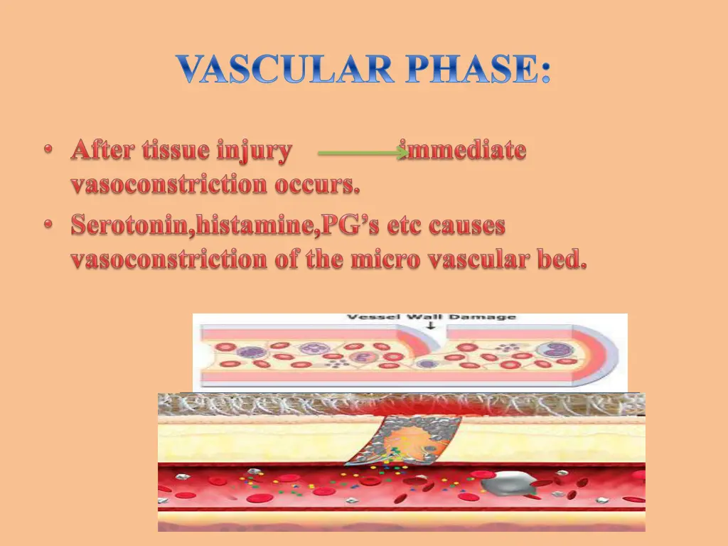 vascular phase