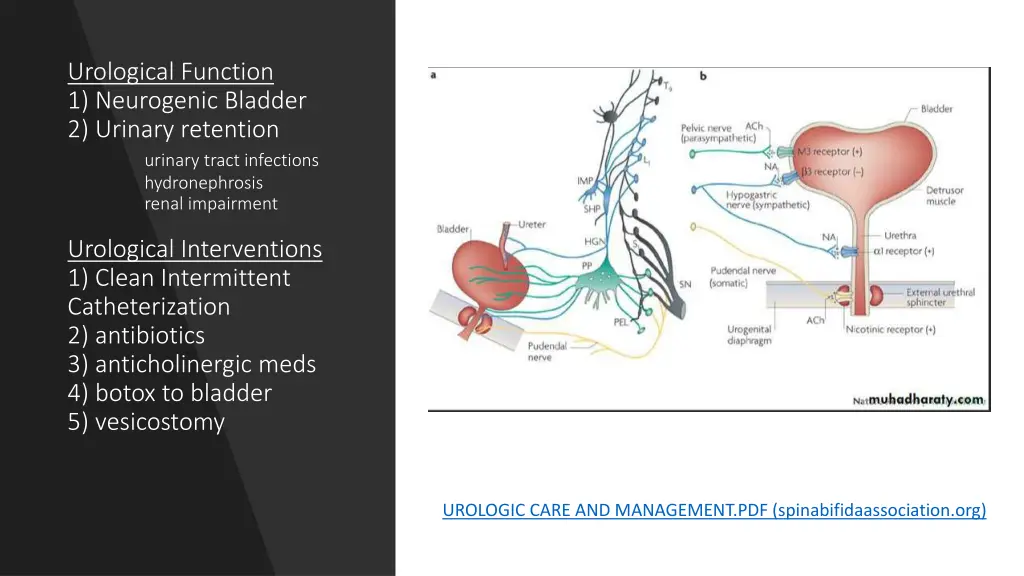 urological function 1 neurogenic bladder