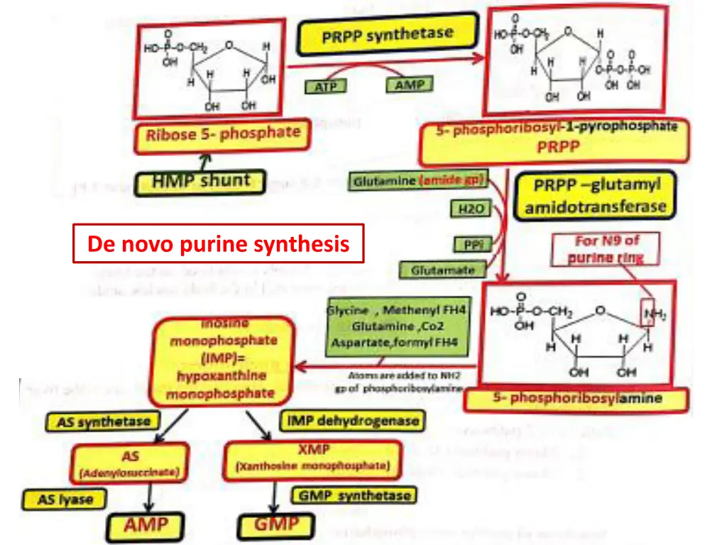 de novo purine synthesis