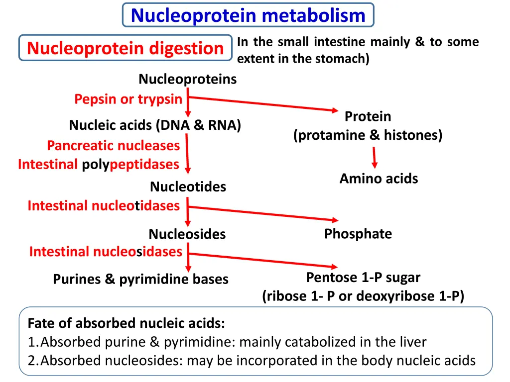 nucleoprotein metabolism 1