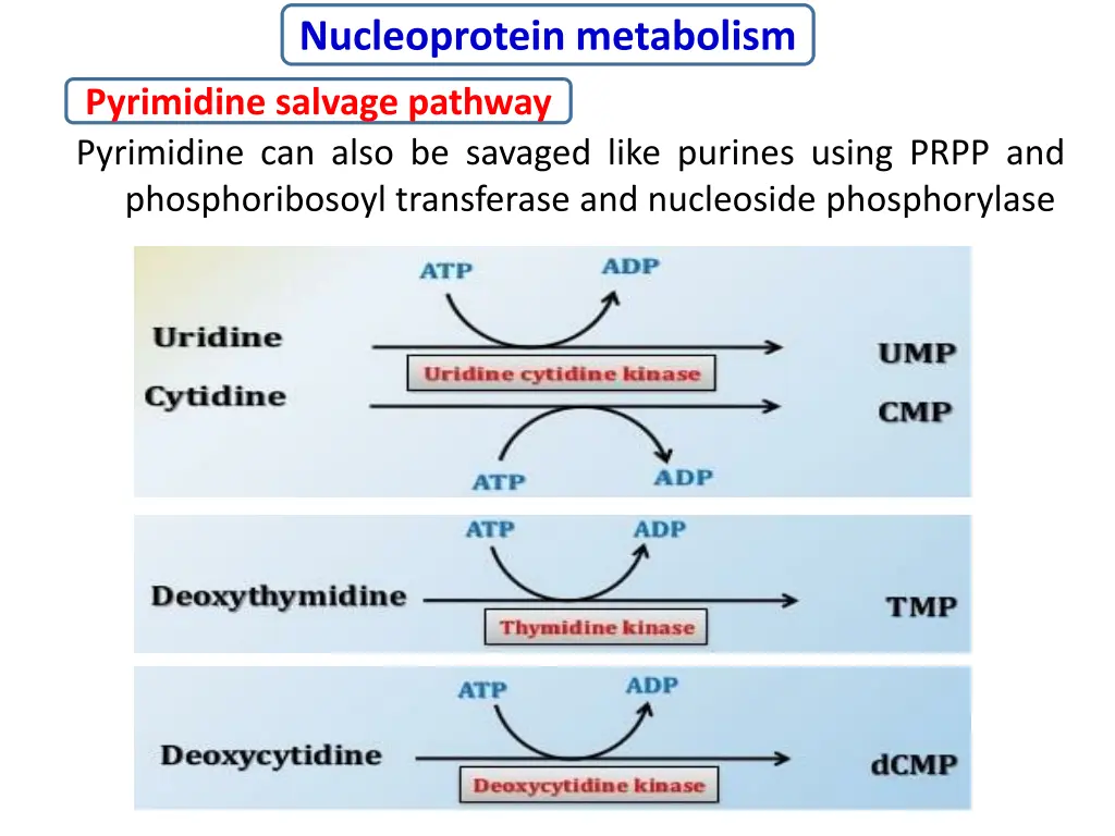 nucleoprotein metabolism 14