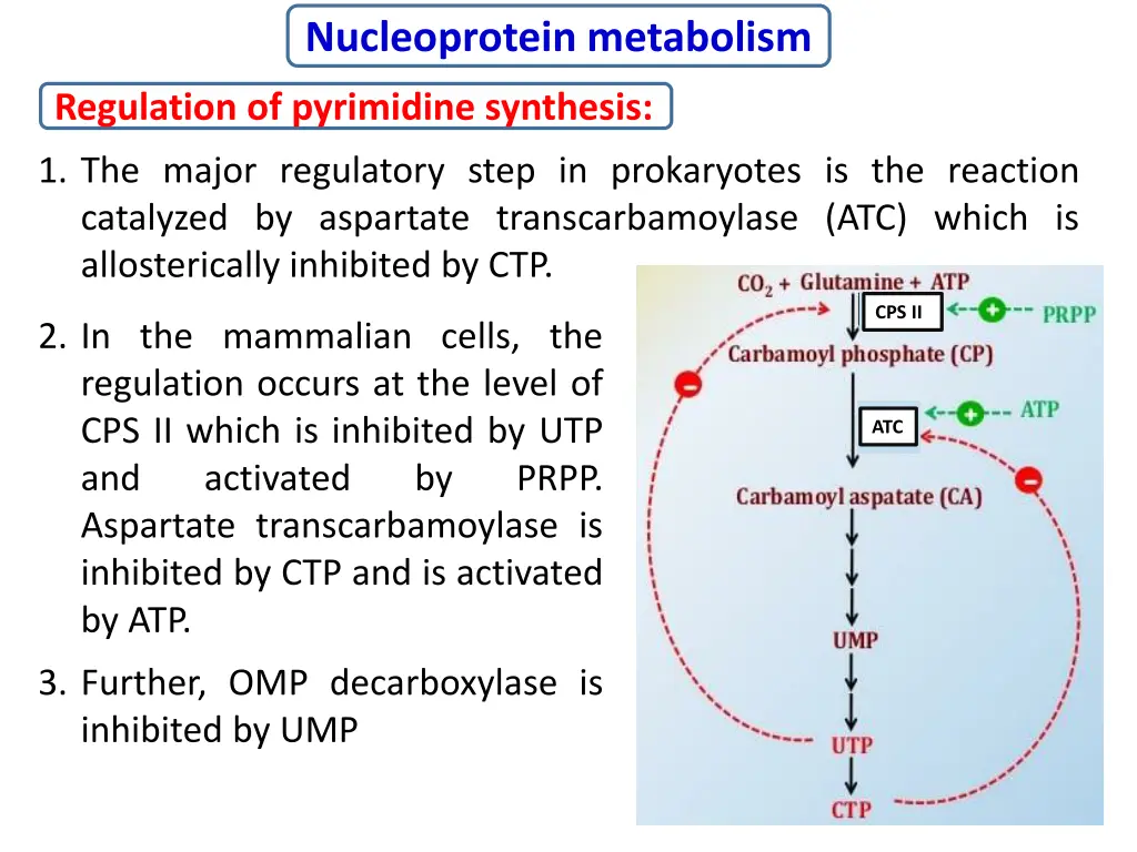 nucleoprotein metabolism 15
