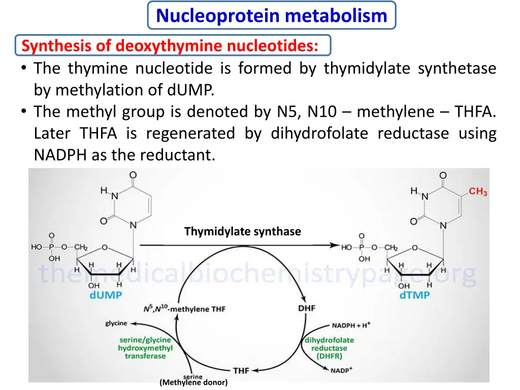 nucleoprotein metabolism 16