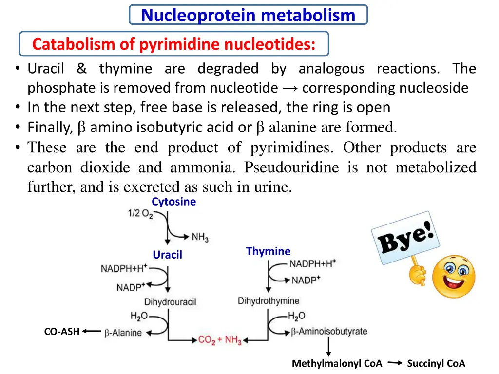 nucleoprotein metabolism 19