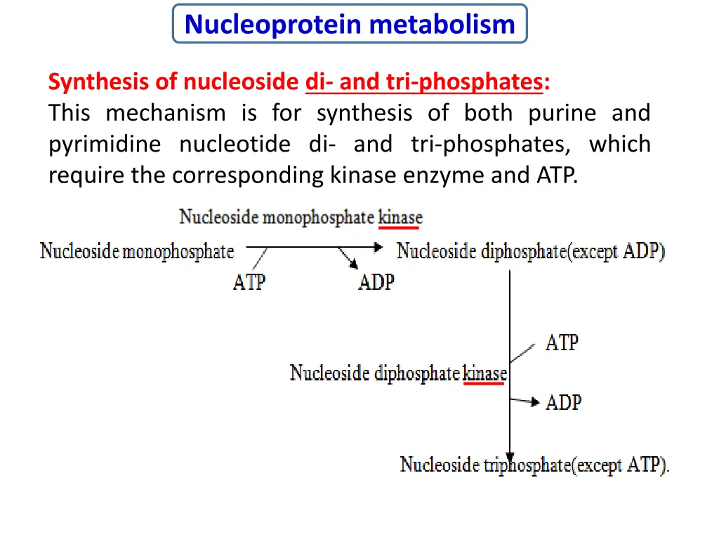 nucleoprotein metabolism 2