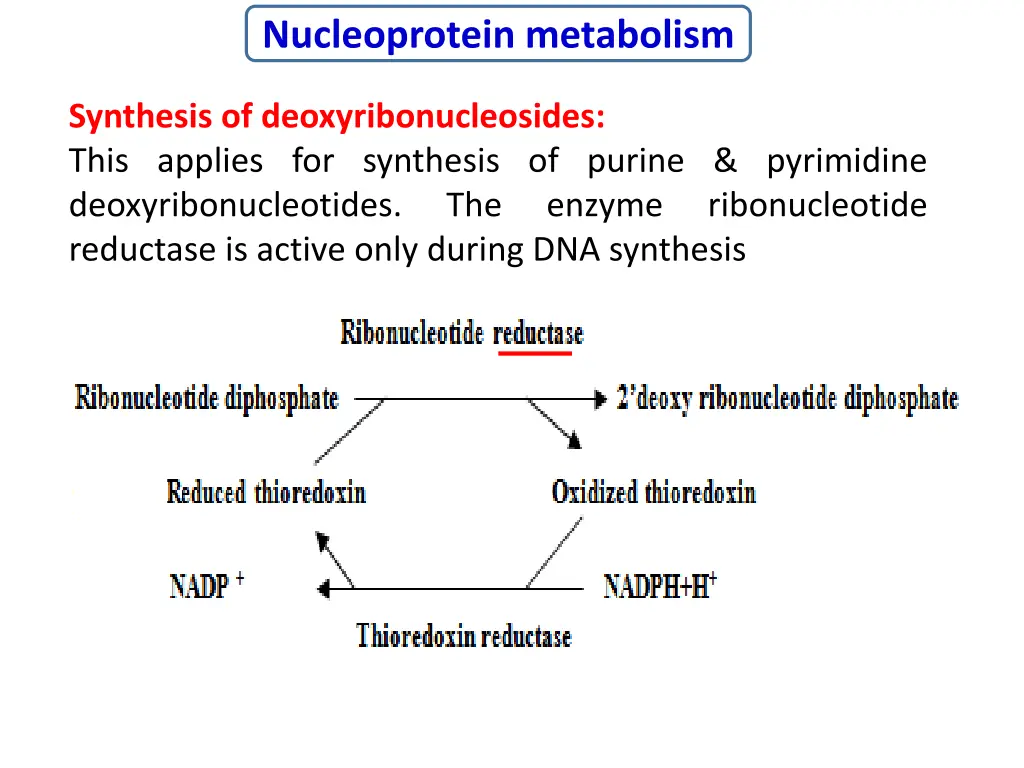 nucleoprotein metabolism 3