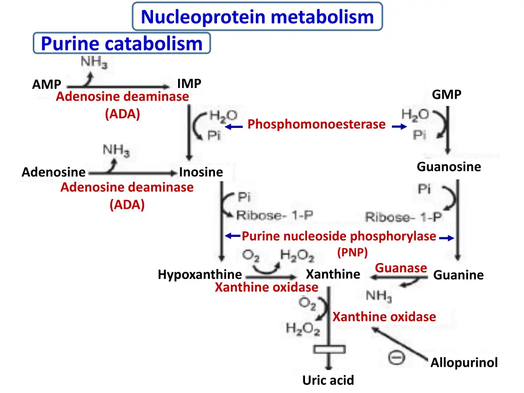 nucleoprotein metabolism purine catabolism