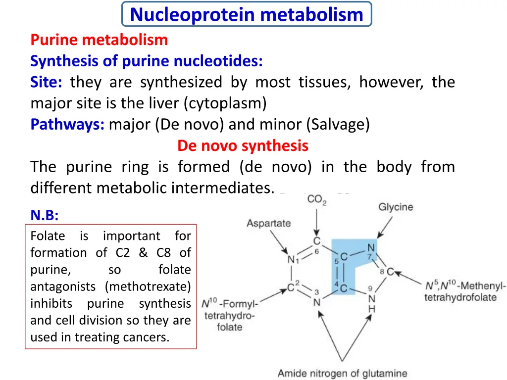 nucleoprotein metabolism purine metabolism