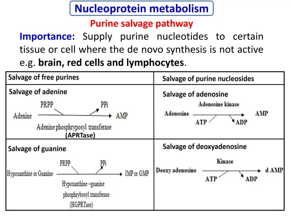 nucleoprotein metabolism purine salvage pathway