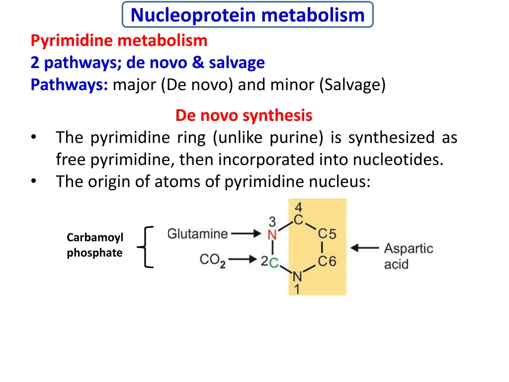 nucleoprotein metabolism pyrimidine metabolism