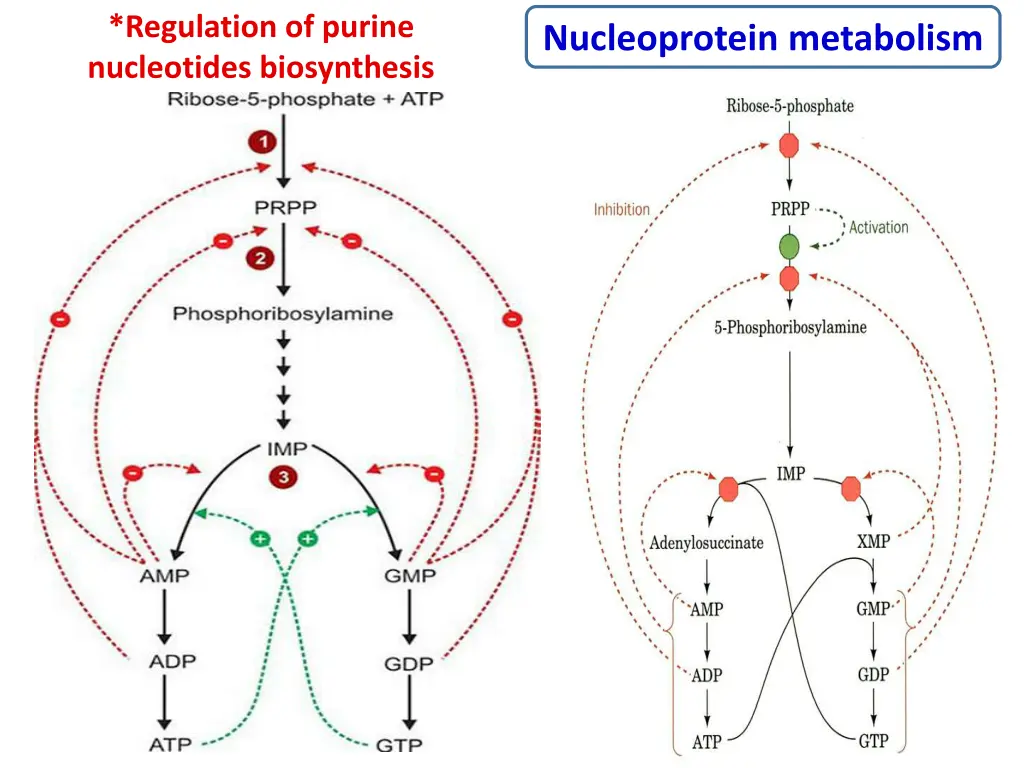 regulation of purine nucleotides biosynthesis