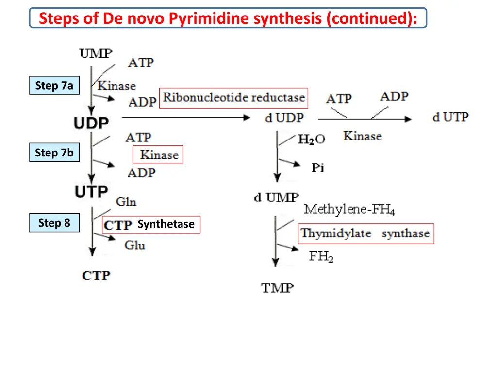 steps of de novo pyrimidine synthesis continued