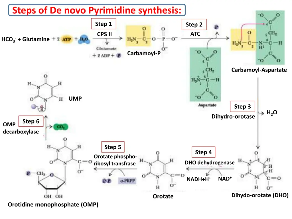 steps of de novo pyrimidine synthesis