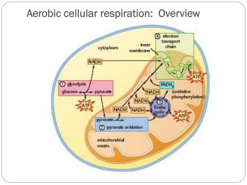 aerobic cellular respiration overview aerobic