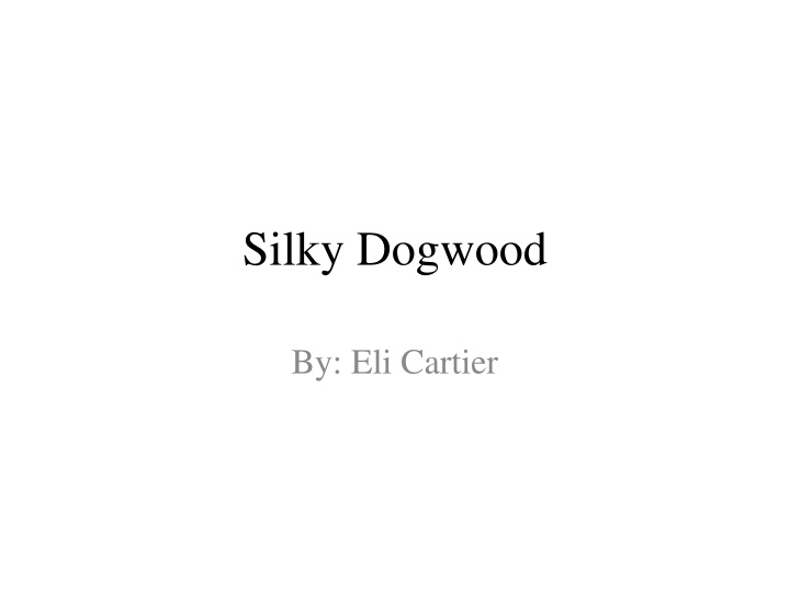 silky dogwood