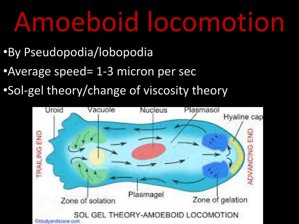 amoeboid locomotion by pseudopodia lobopodia