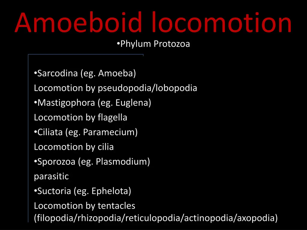 amoeboid locomotion phylum protozoa