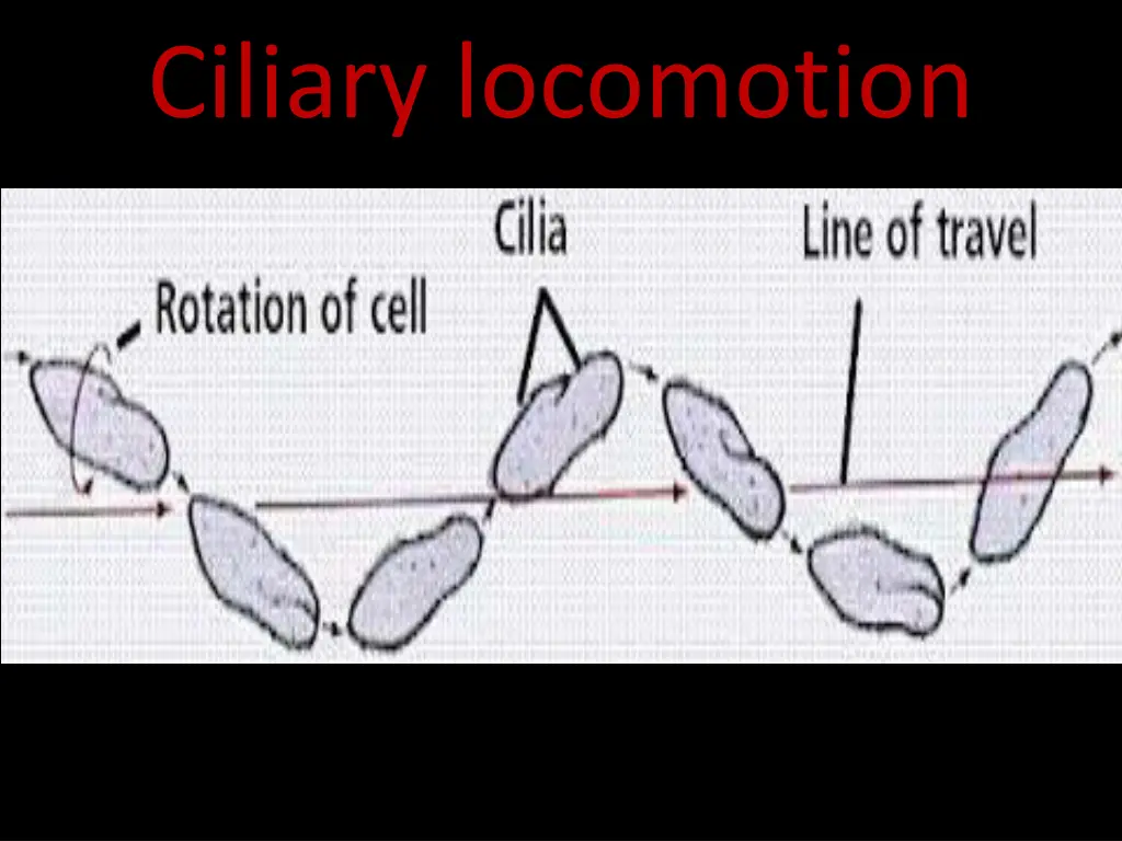 ciliary locomotion