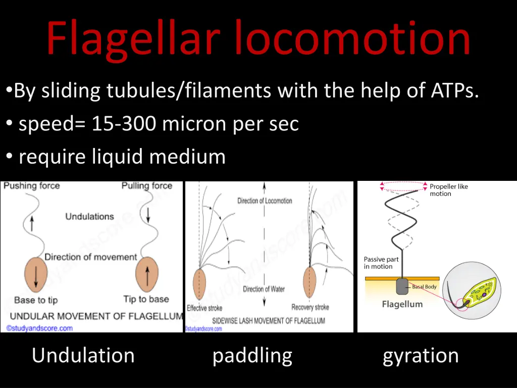 flagellar locomotion by sliding tubules filaments