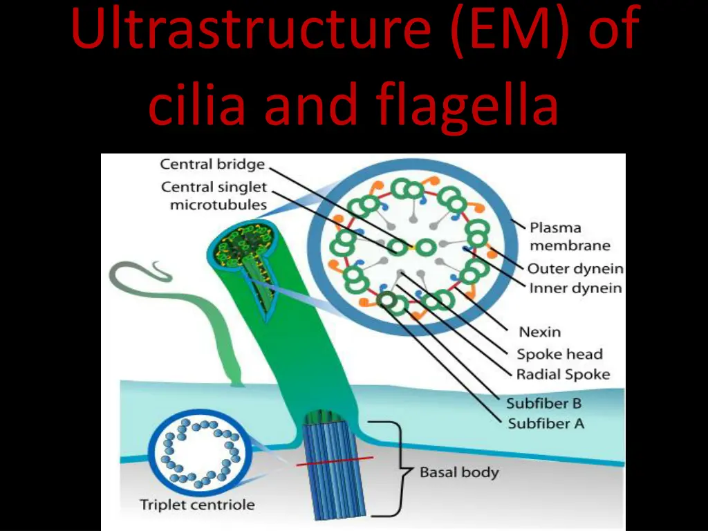 ultrastructure em of cilia and flagella